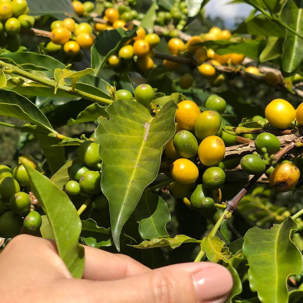 QUINCE FINCAS, HONEY PROCESS HUILA COLOMBIA
