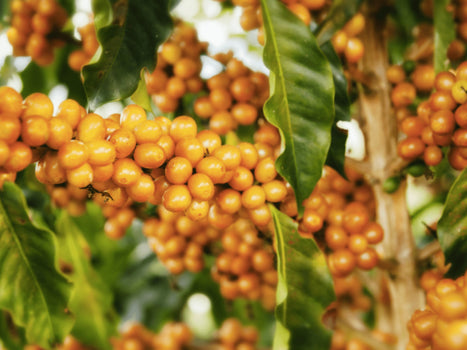 QUINCE FINCAS, HONEY PROCESS HUILA COLOMBIA
