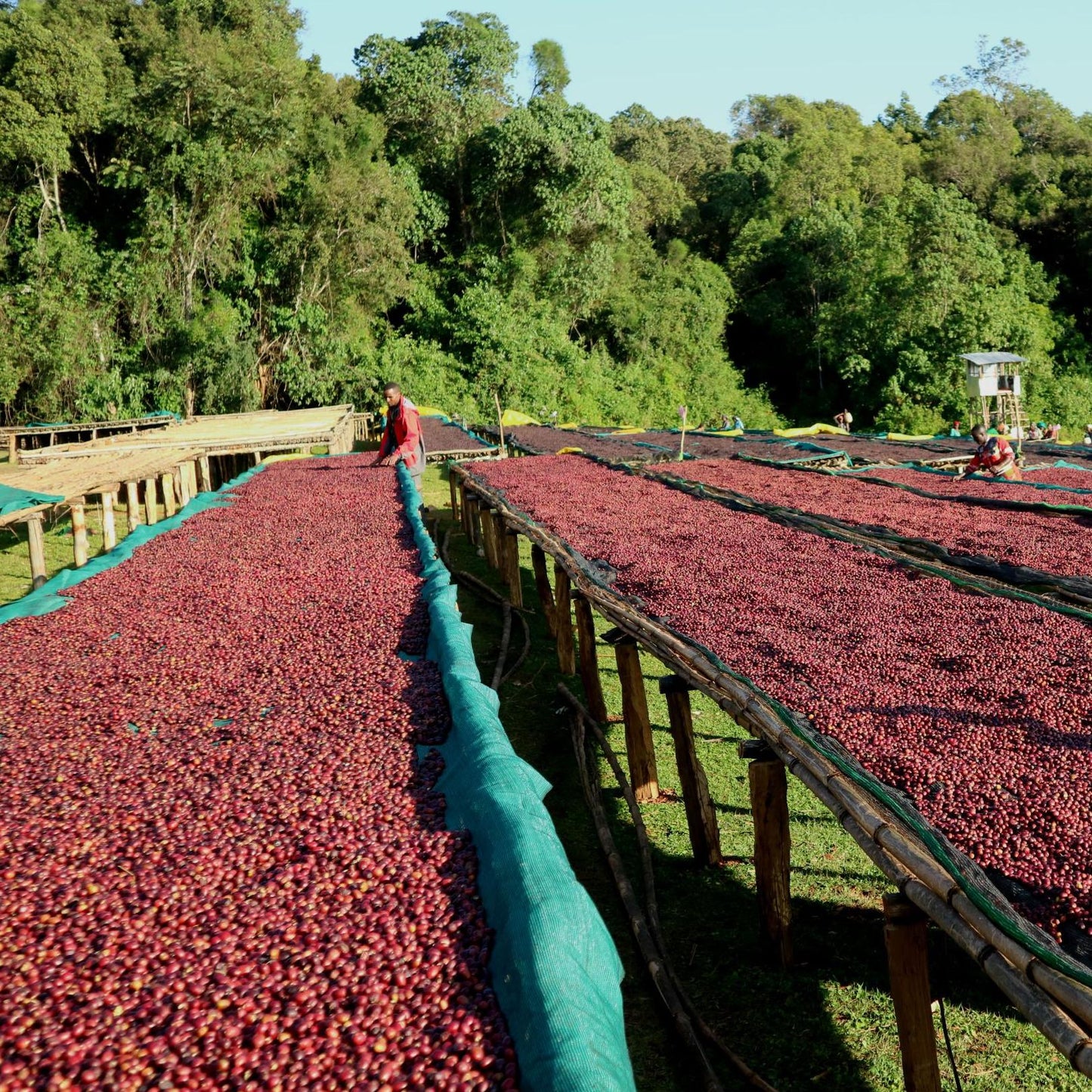 GUJI SHAKISO, NATURAL ETHIOPIAN