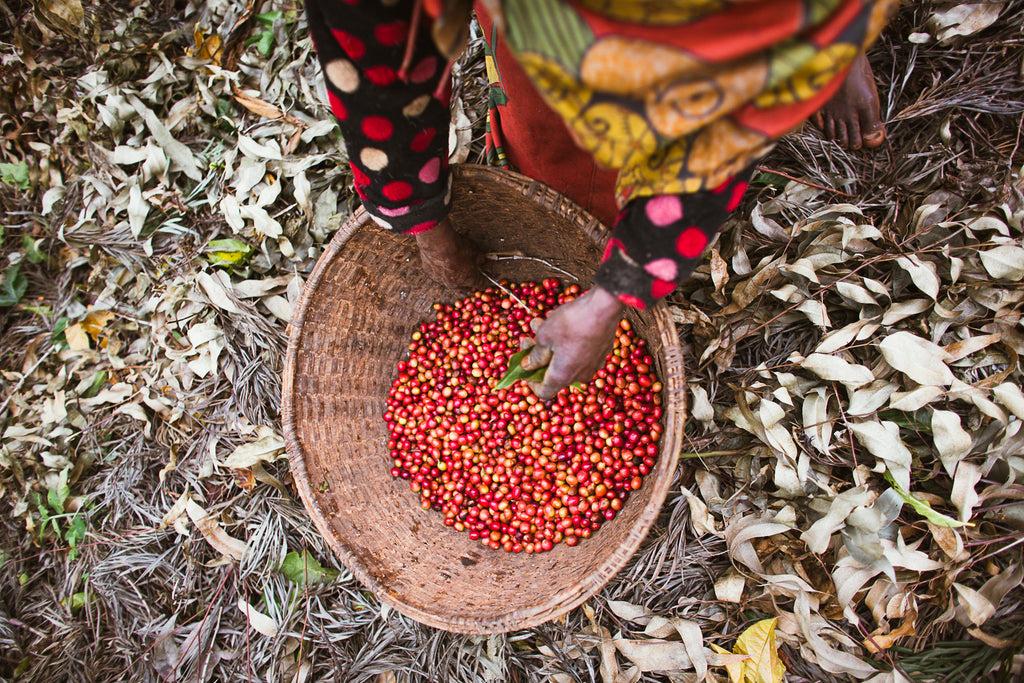 LONG MILES, HONEY PROCESSED, NINGA HILLS, BURUNDI