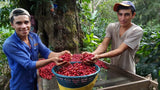 -FIRST CLASS - BRIX BREAKER, YELLOW PACAMARA NATURAL, NICARAGUA