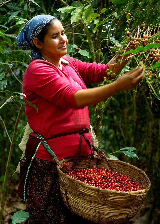 TRES CRUCES, HONEY PROCESSED, GUATEMALA