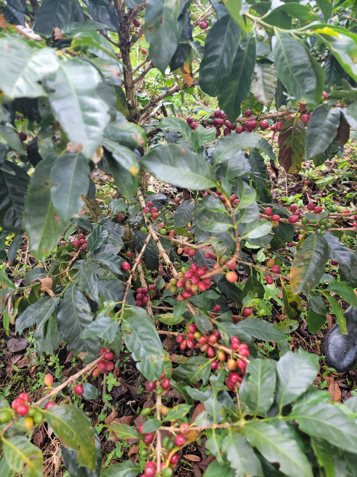 -PRIMERA CLASE - CERRO AZUL, MÉXICO NATURAL ANAERÓBICO