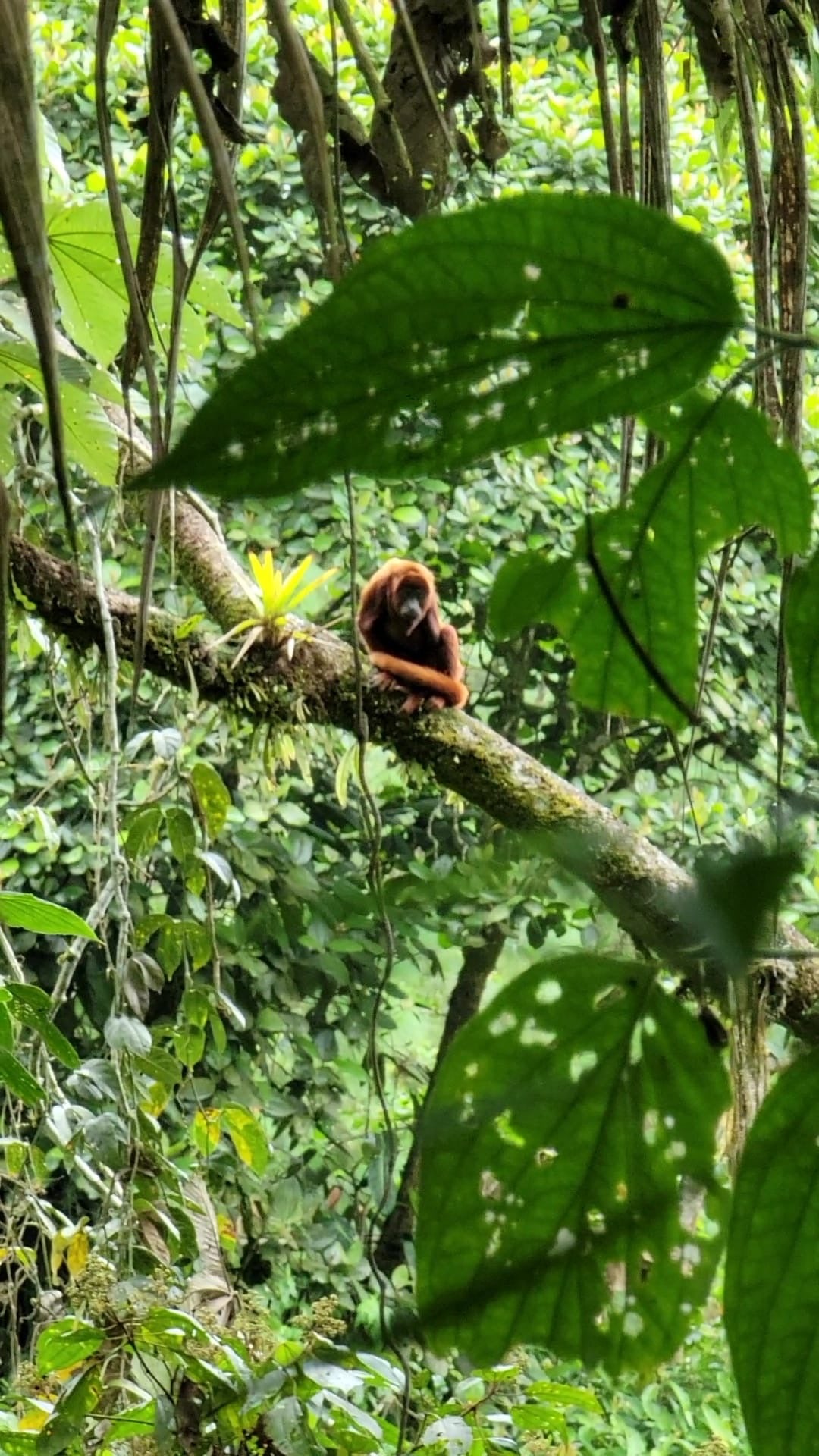 -PRIMERA CLASE - CERRO AZUL, MÉXICO NATURAL ANAERÓBICO