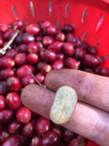 -FIRST CLASS - BRIX BREAKER, YELLOW PACAMARA NATURAL, NICARAGUA
