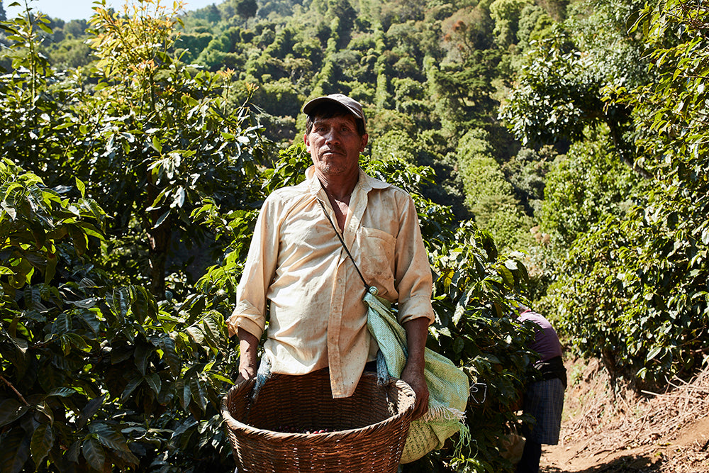 TRES CRUCES, HONEY PROCESSED, GUATEMALA