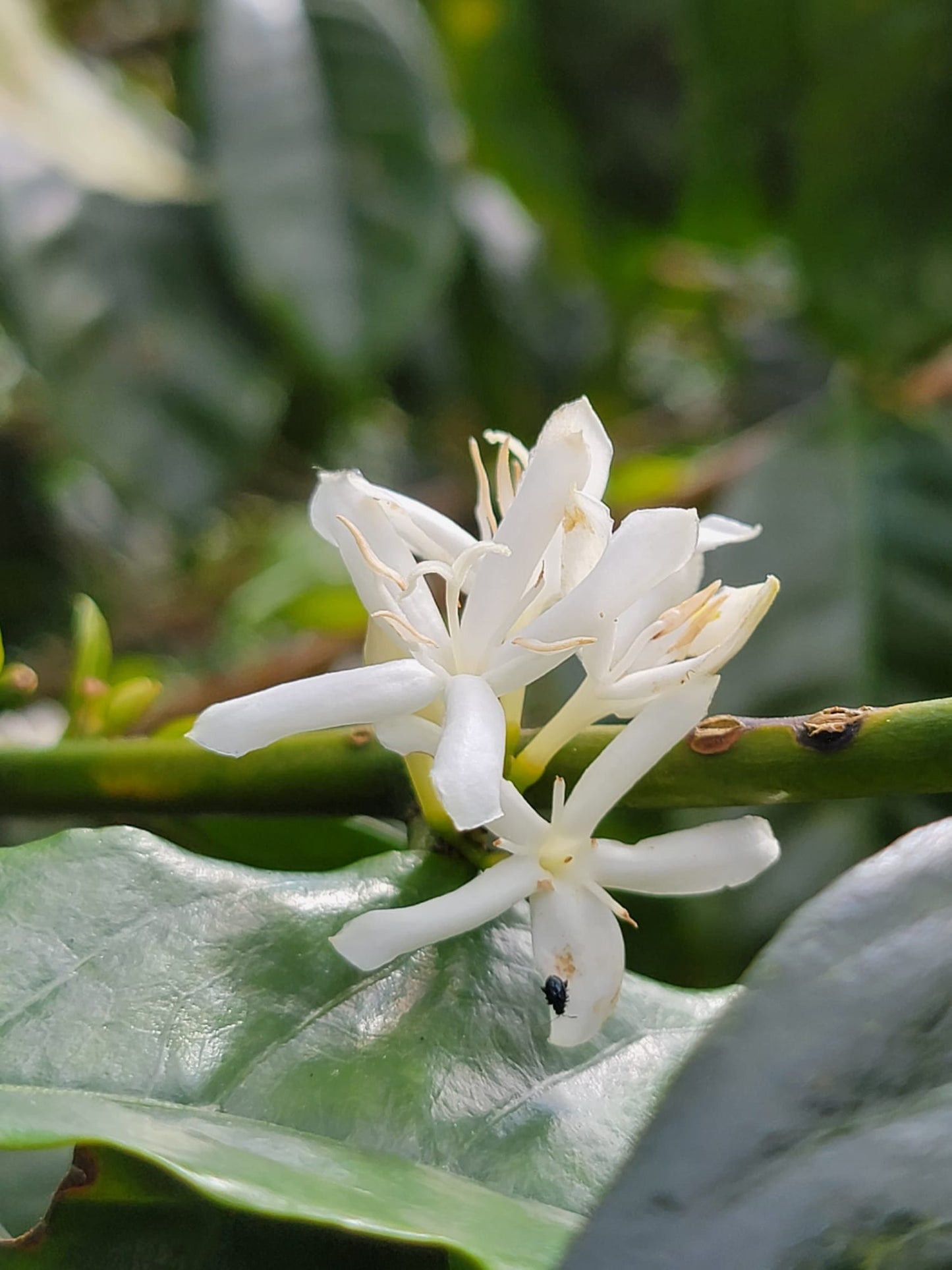 -PRIMERA CLASE - CERRO AZUL, MÉXICO NATURAL ANAERÓBICO