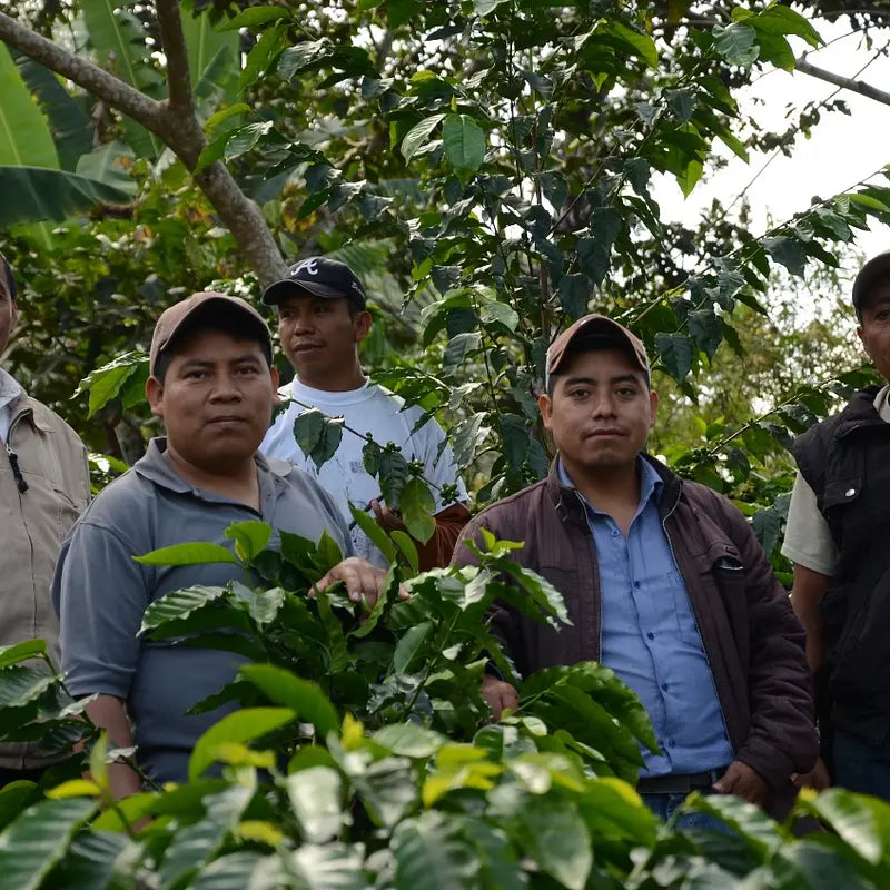 TRES CRUCES, HONEY PROCESSED, GUATEMALA