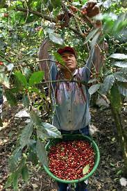 TRES CRUCES, HONEY PROCESSED, GUATEMALA