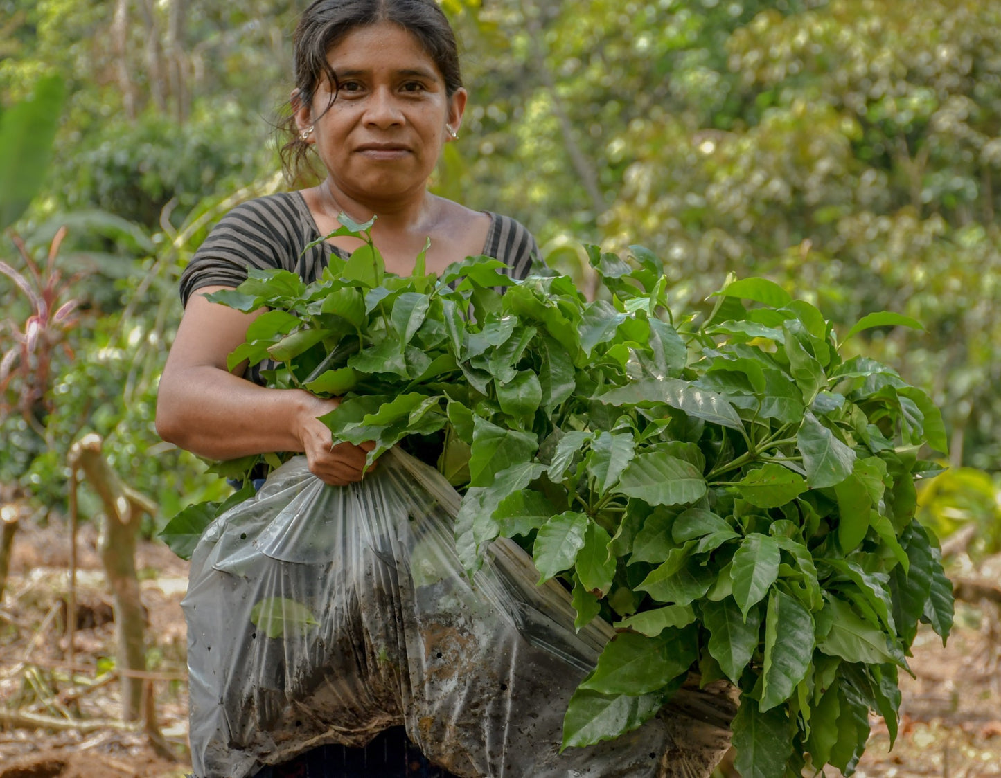 TRES CRUCES, HONEY PROCESSED, GUATEMALA