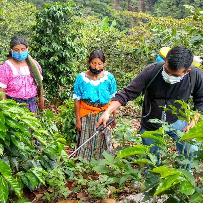 TRES CRUCES, HONEY PROCESSED, GUATEMALA