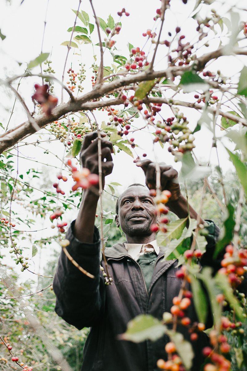 LONG MILES, HONEY PROCESSED, NINGA HILLS, BURUNDI