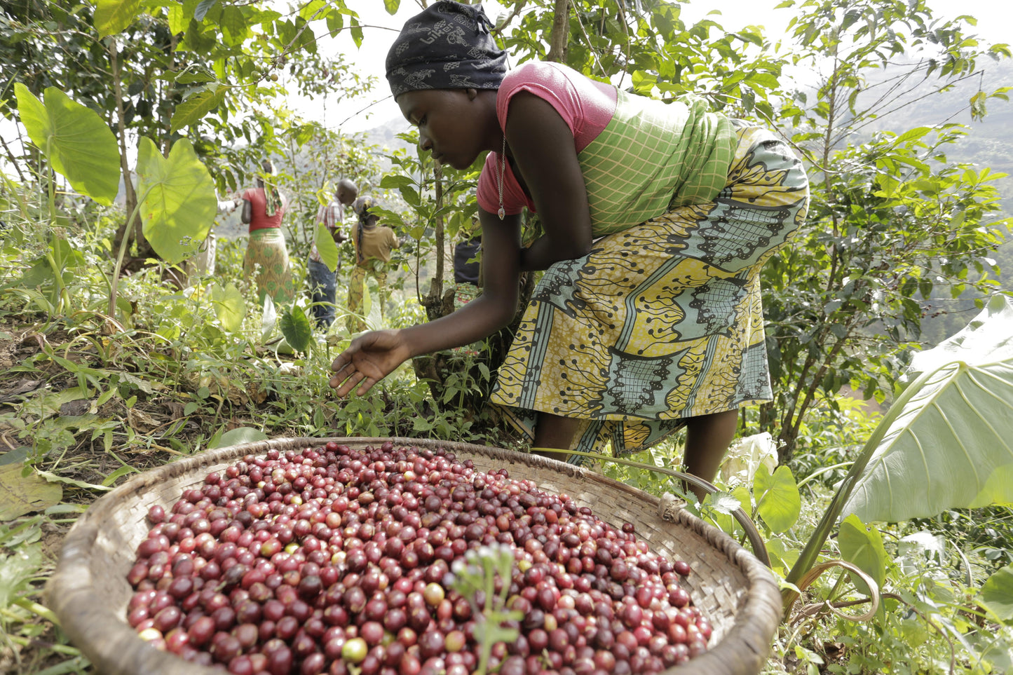LONG MILES, HONEY PROCESSED, NINGA HILLS, BURUNDI