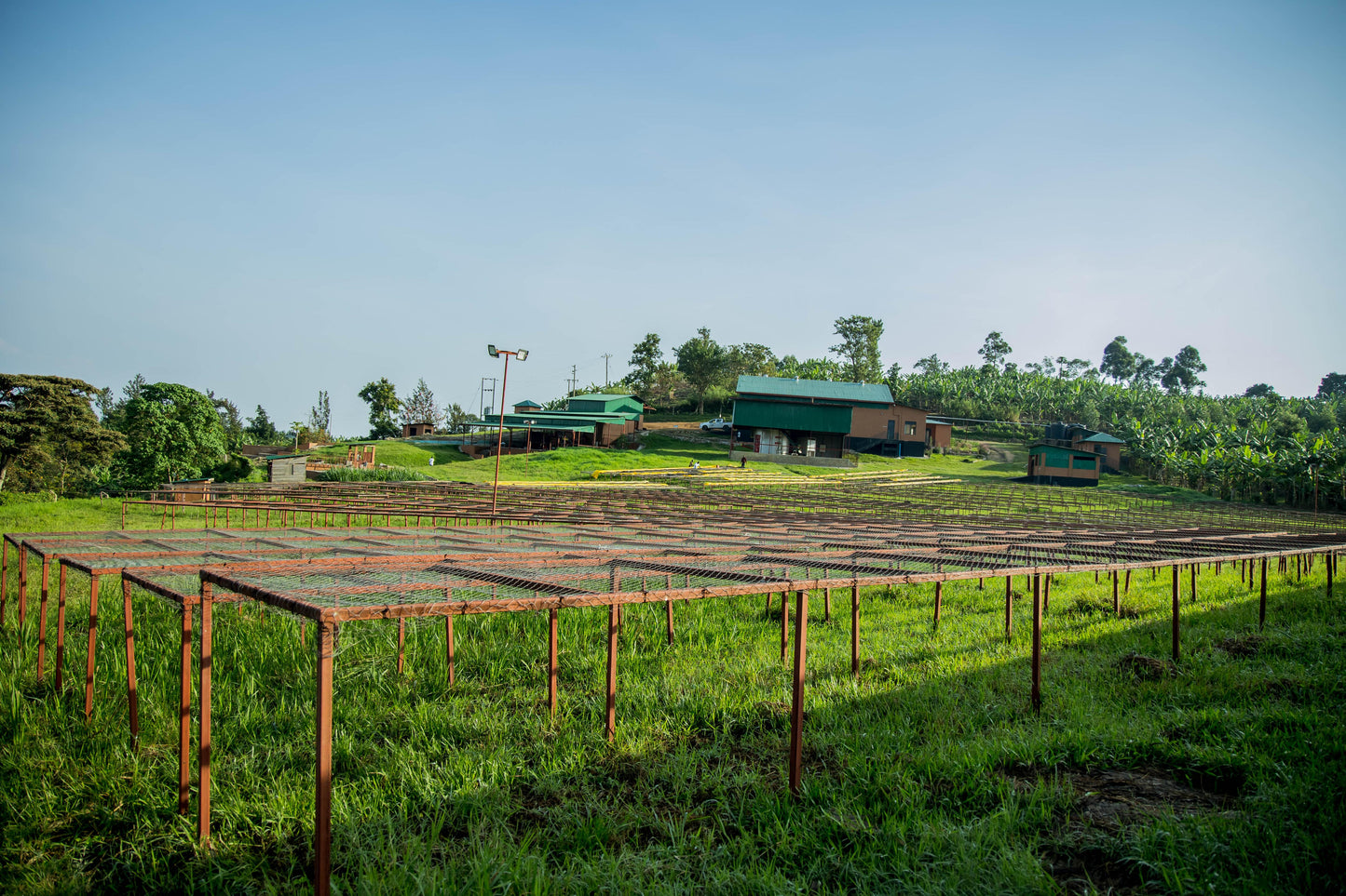 (micro plane) kisoro estate, natural, uganda