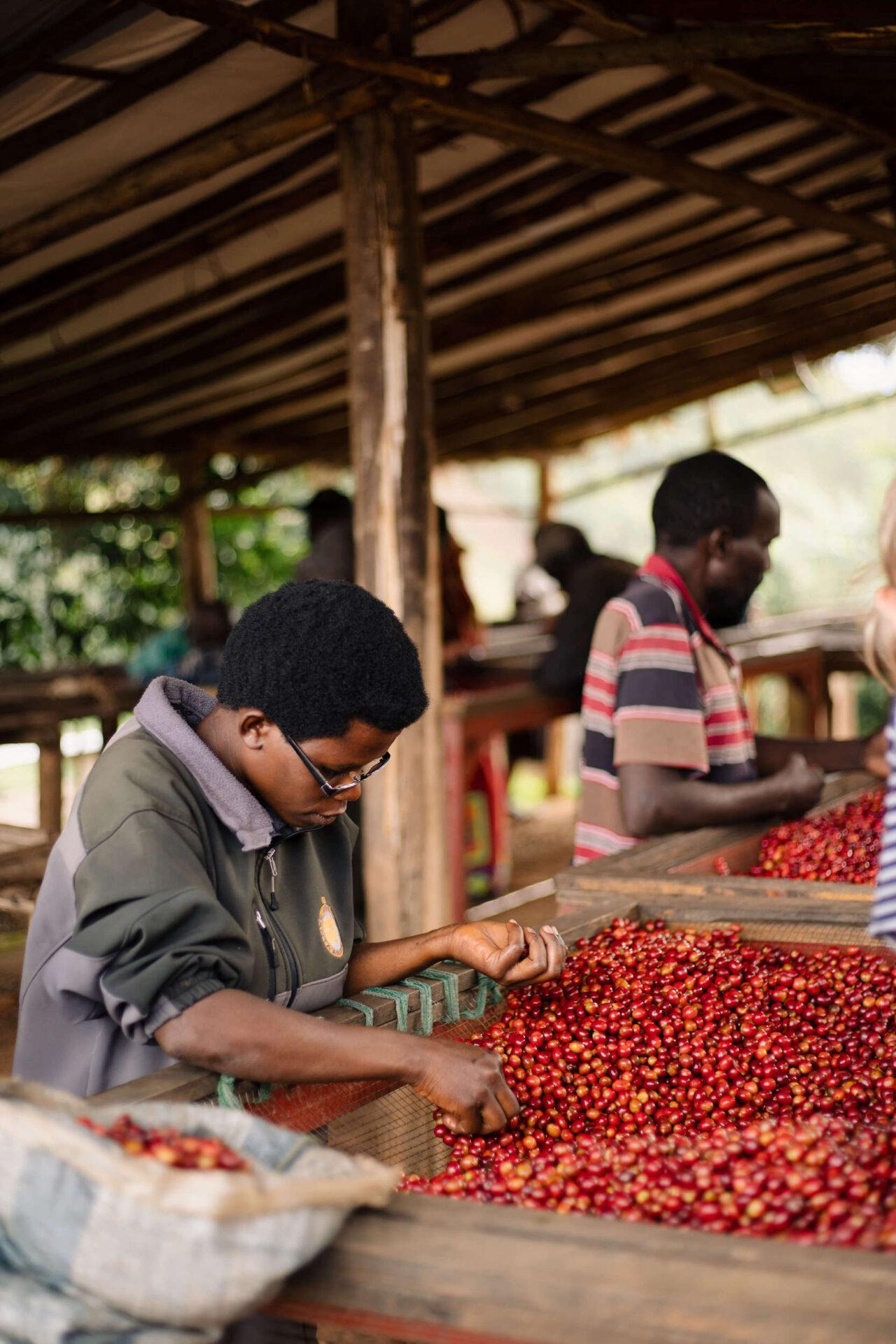 LONG MILES, HONEY PROCESSED, NINGA HILLS, BURUNDI