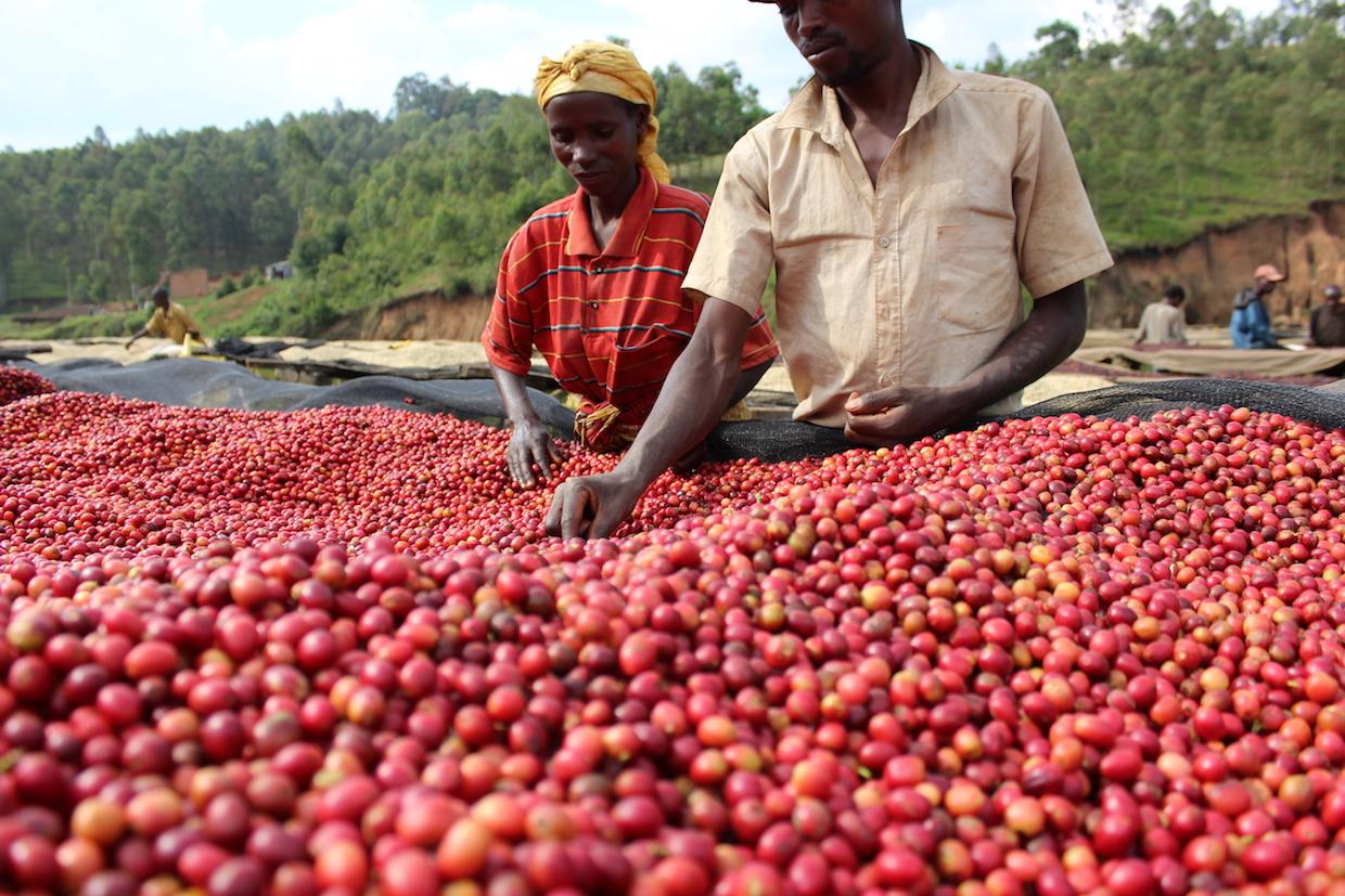 LONG MILES, HONEY PROCESSED, NINGA HILLS, BURUNDI