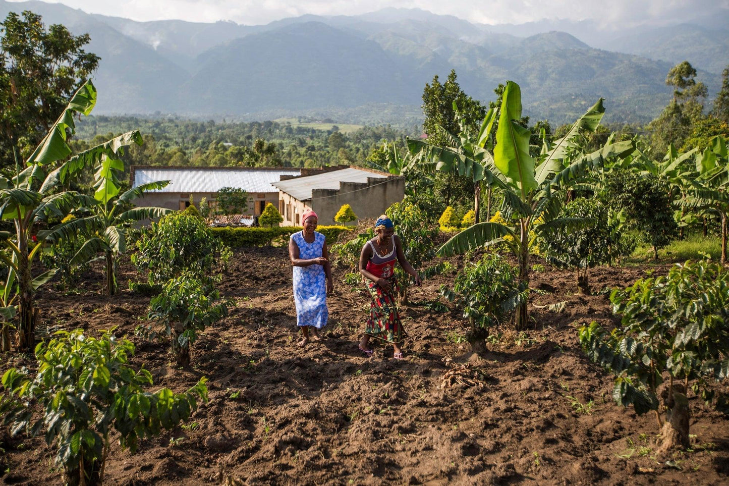 (micro plane) kisoro estate, natural, uganda