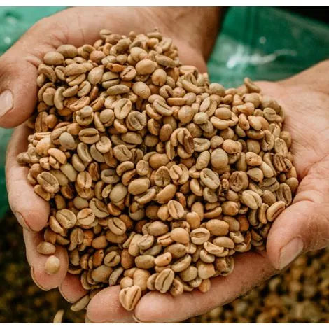 QUINCE FINCAS, HONEY PROCESS HUILA COLOMBIA