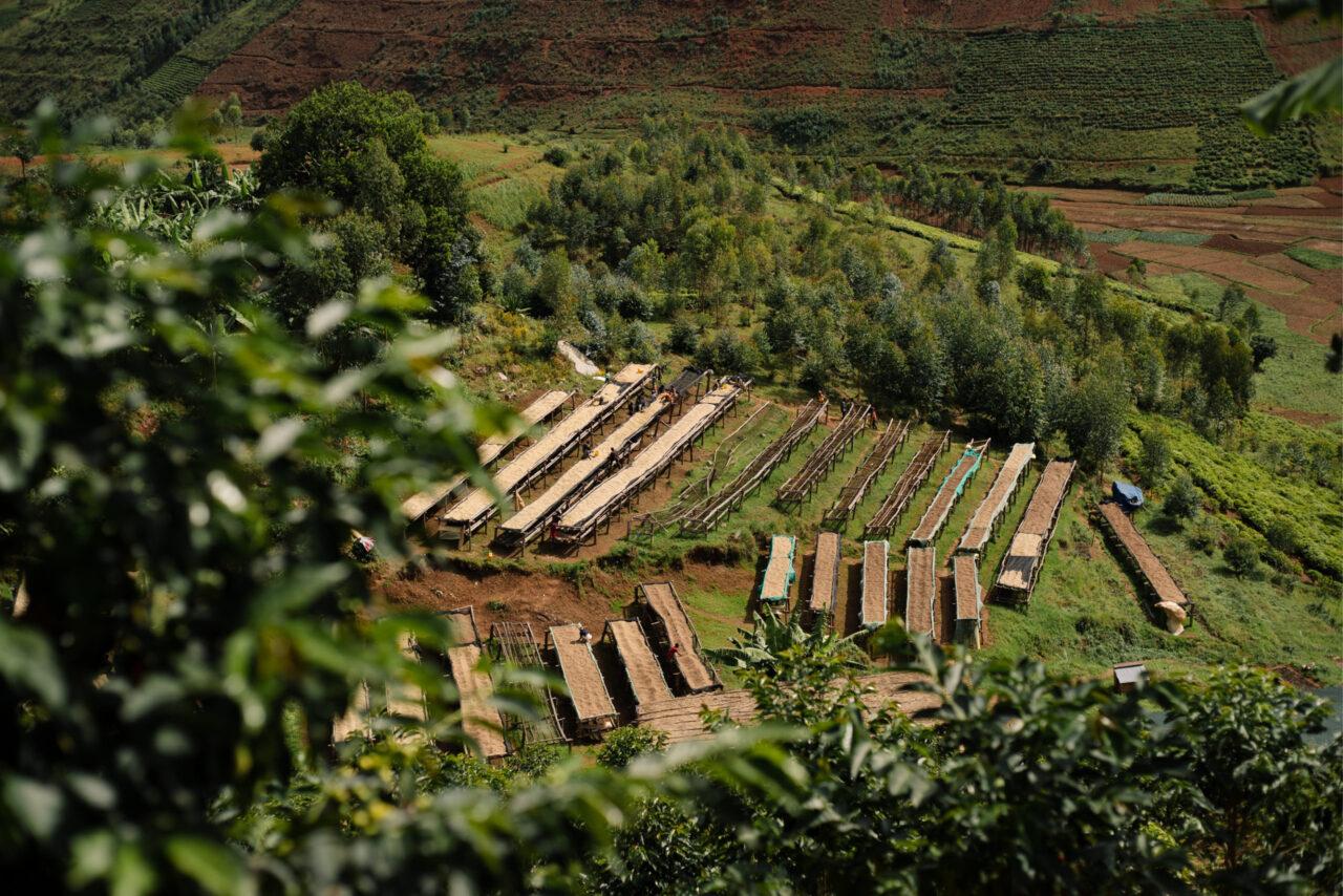 LONG MILES, HONEY PROCESSED, NINGA HILLS, BURUNDI