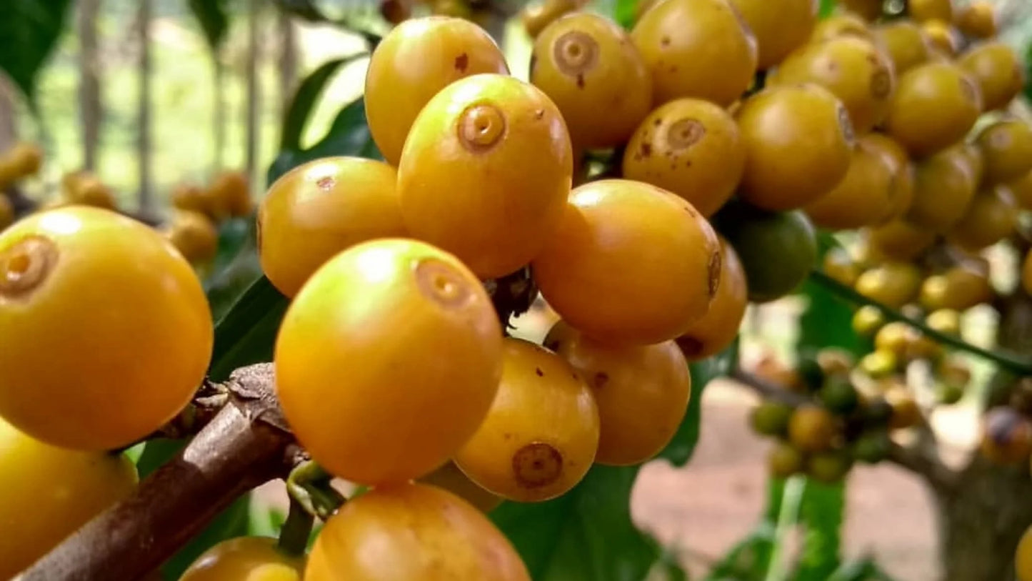 QUINCE FINCAS, HONEY PROCESS HUILA COLOMBIA