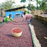 GUJI SHAKISO, NATURAL ETHIOPIAN