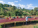 GUJI SHAKISO, NATURAL ETHIOPIAN