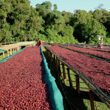 GUJI SHAKISO, NATURAL ETHIOPIAN