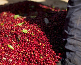 GUJI SHAKISO, NATURAL ETHIOPIAN